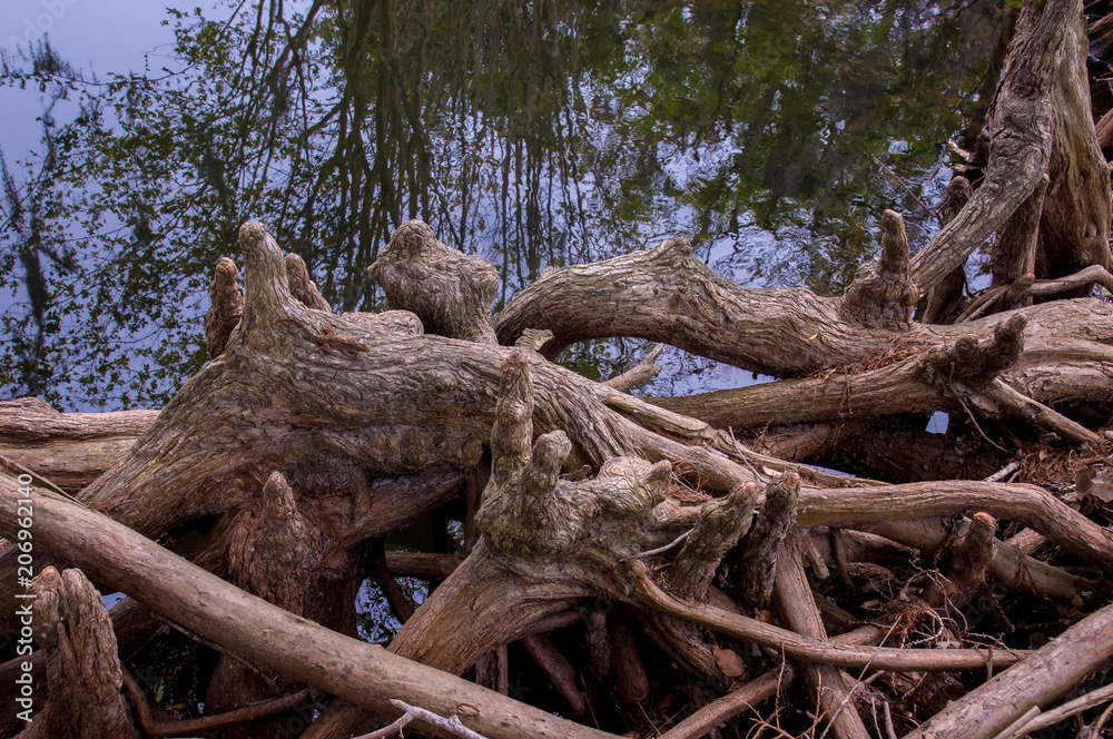 Lake Shore. Old twisted trunk. Reflection on the water surface.