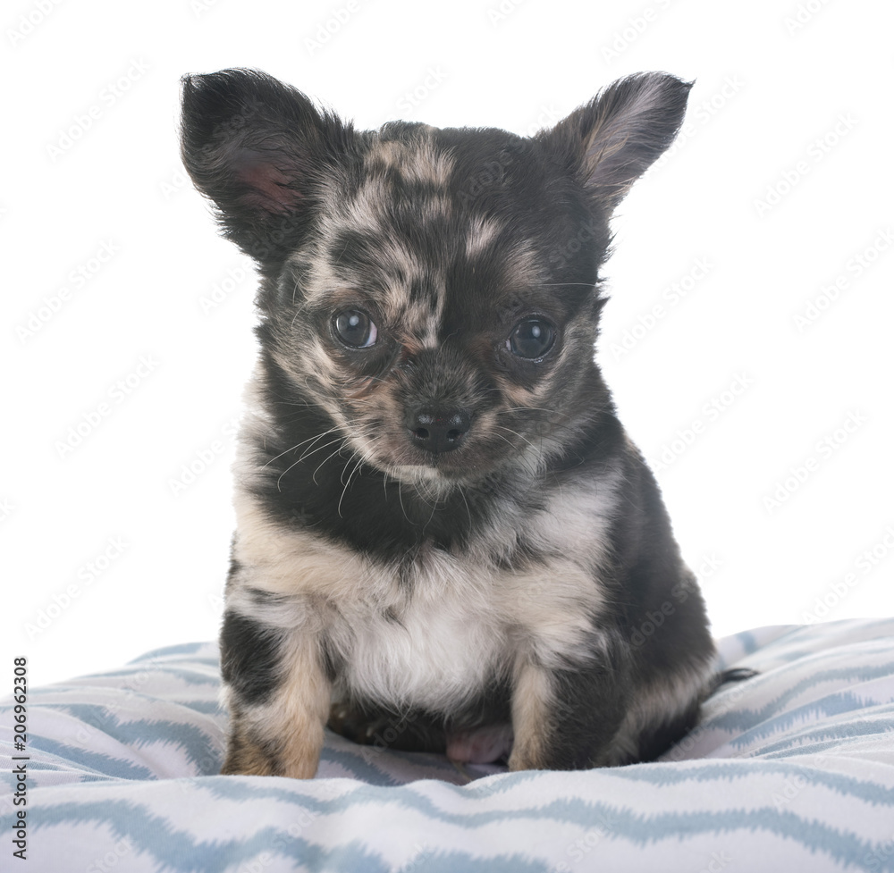 Obraz premium puppy chihuahua in studio