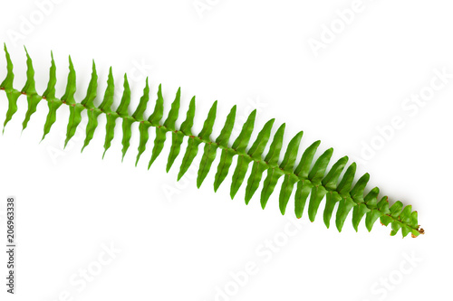 Green fern leaves  isolated on white background