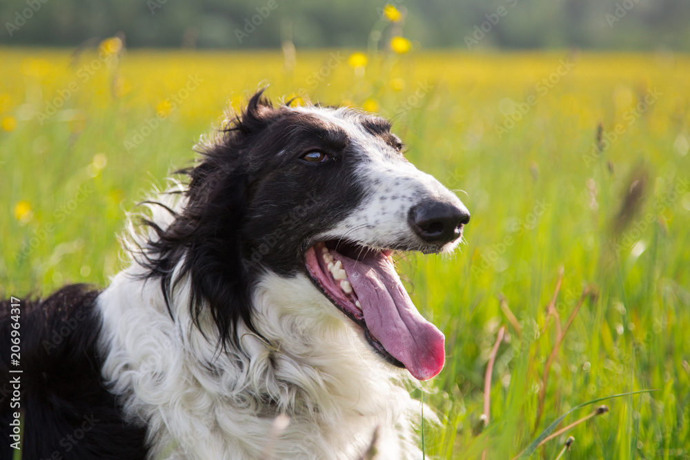 Close-up Portrait of beautiful black and white dog breed russian borzoi lying in the green grass and yellow buttercup meadow in summer