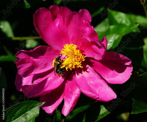 Garten,Pfingstrose,Gartenblume