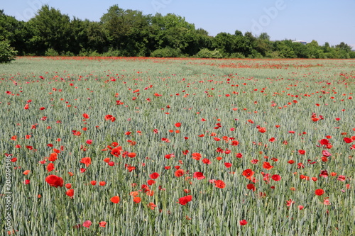 Organic wheatfield with wild blooming poppy flowers in summer, Germany 