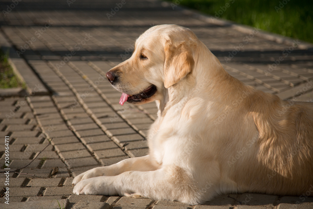 Profile Portrait of cute golden retriever dog is lying on path in the park in summer Profile Portrait of cute golden retriever dog is lying on path in the park in summer