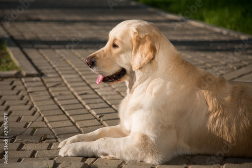 Profile Portrait of cute golden retriever dog is lying on path in the park in summer