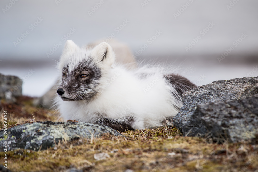 Fototapeta premium Lis polarny w wiosennej szacie