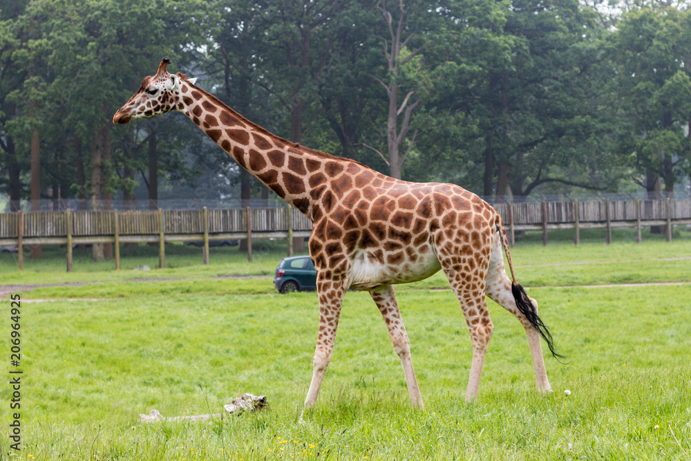 giraffes in zoo