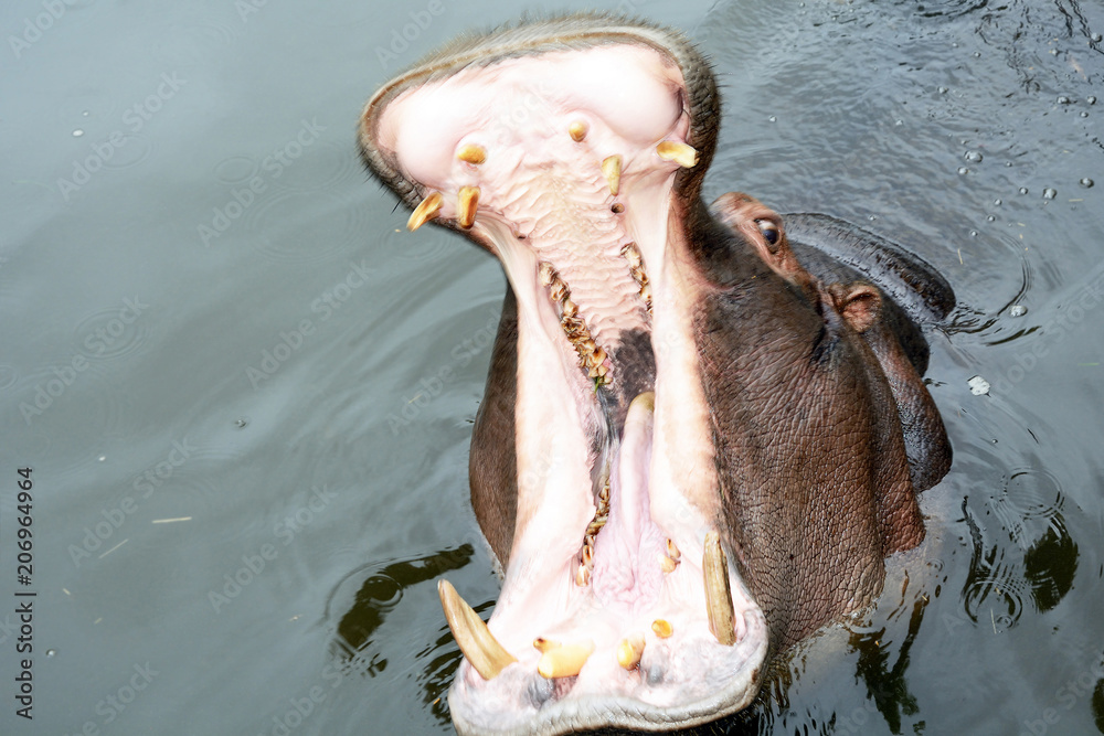 Fototapeta premium Hippo with open mouth close-up