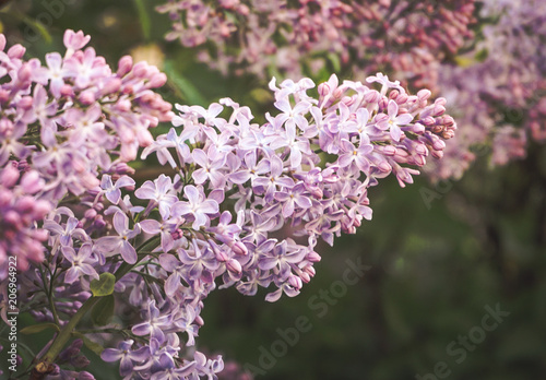 Branch of lilac flowers with the leaves. Spring