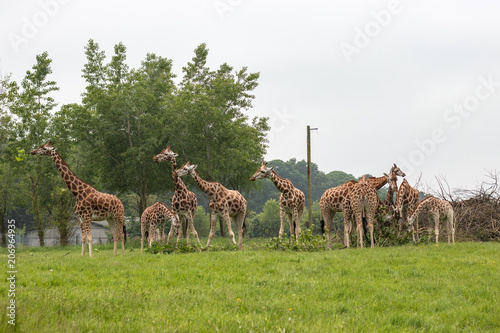 Canvas Print giraffes in zoo