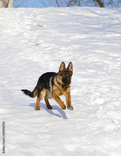 German shepherd in the winter park © yauhenka