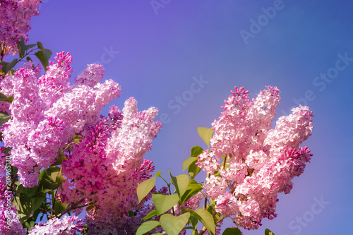 Closeup of blossomed lilac flower bushes against blue sky. Spring