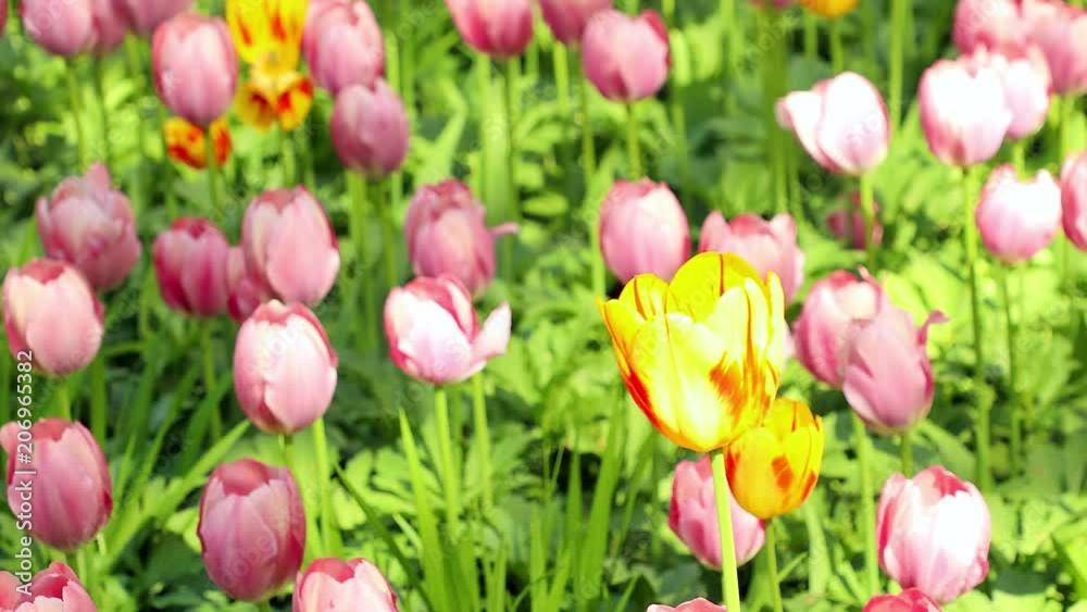 Tulips flower background Tulips flower background