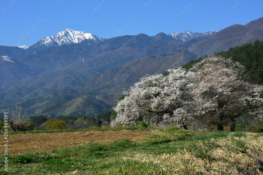 Naklejka premium Old japanese cherry trees and snow mountains in the background(日本の南アルプスを背景に桜の花咲く)