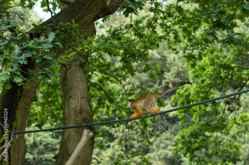 little monkeys playing in zoo