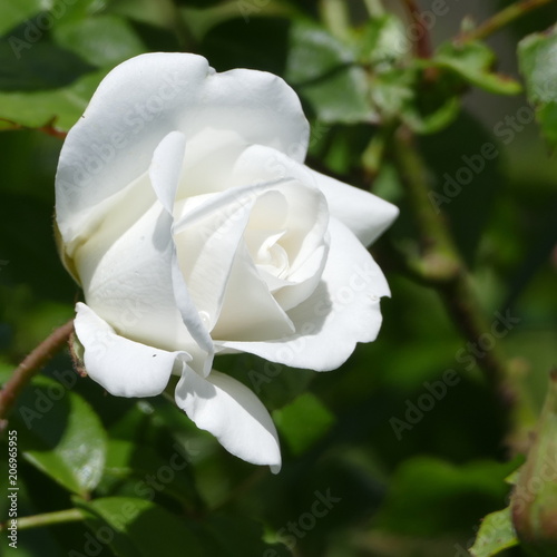 Rose blanche en bouton