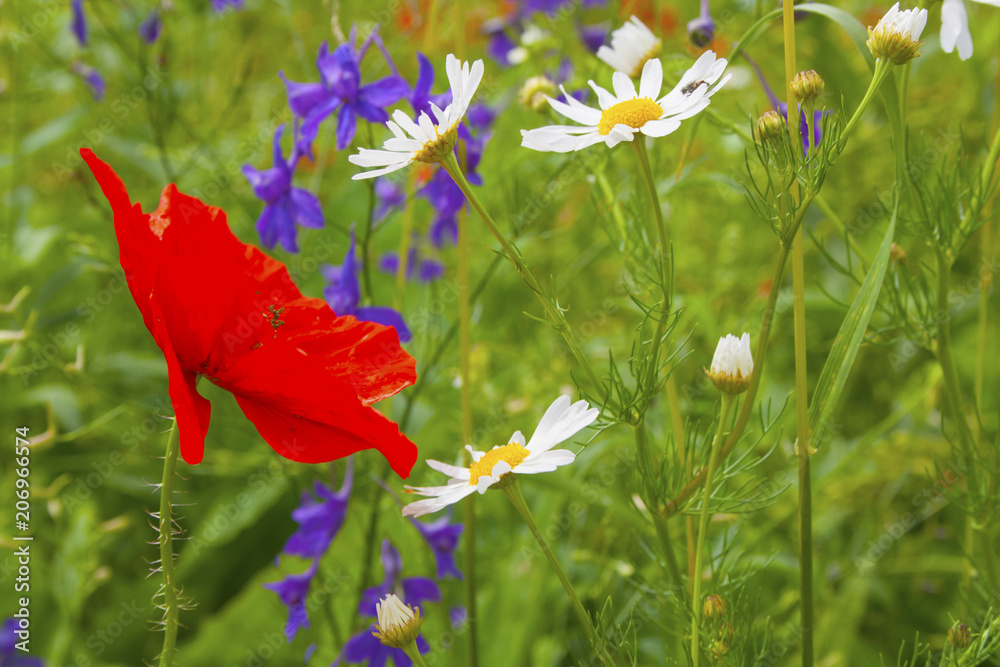 Fototapeta premium Summer floral background