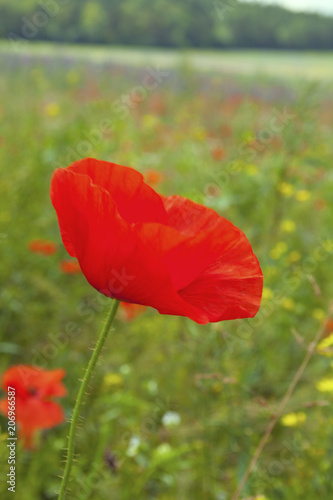 Summer meadow with red poppy close-up