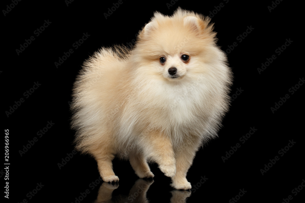 Cute miniature Pomeranian Spitz Dog Standing on black isolated background,  front view Stock-Foto | Adobe Stock
