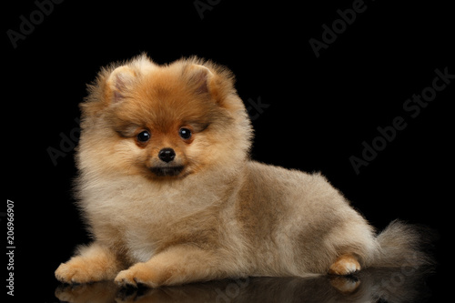 Groomed miniature Pomeranian Spitz puppy Lying on black isolated background, front view