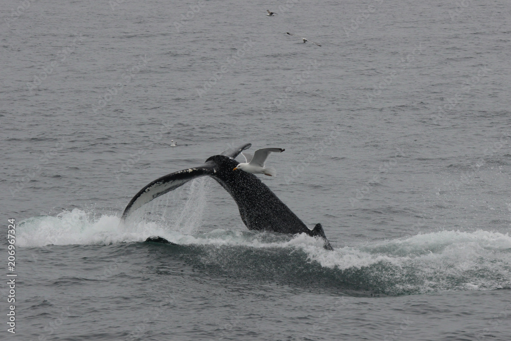 Fototapeta premium Whales Humpback