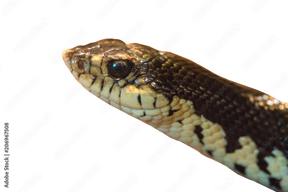 Obraz premium Snake head on a white background.