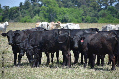 black Angus cow herd