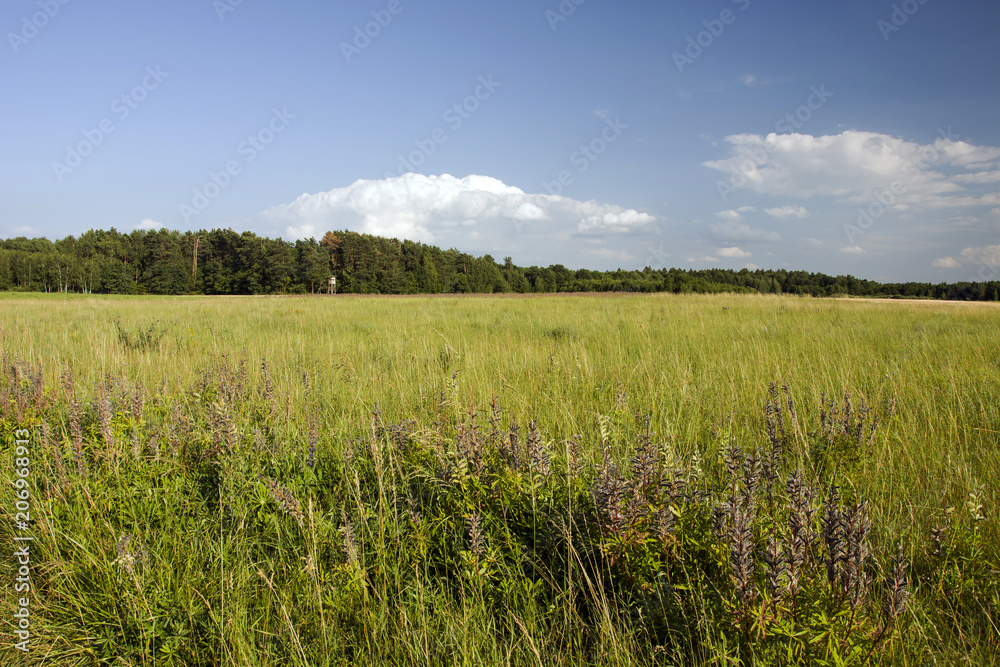 Wild meadow, forest and cloud in the sky Wild meadow, forest and cloud in the sky