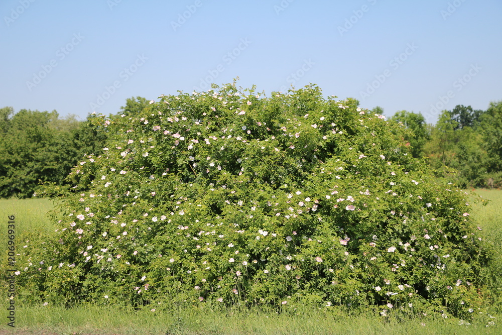 Large shrub Dog-rose rosehip blooming in spring in Germany 