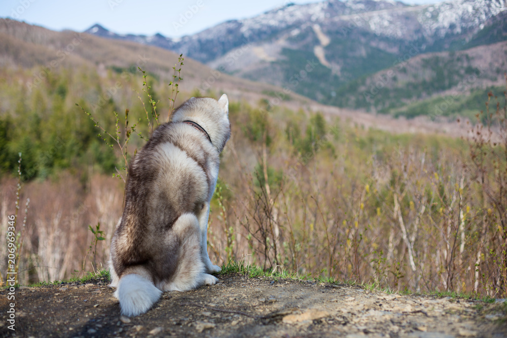 Fototapeta premium Image of beige and white Siberian Husky dog sitting in the forest back to the camera and relaxing at sunset on mountains background