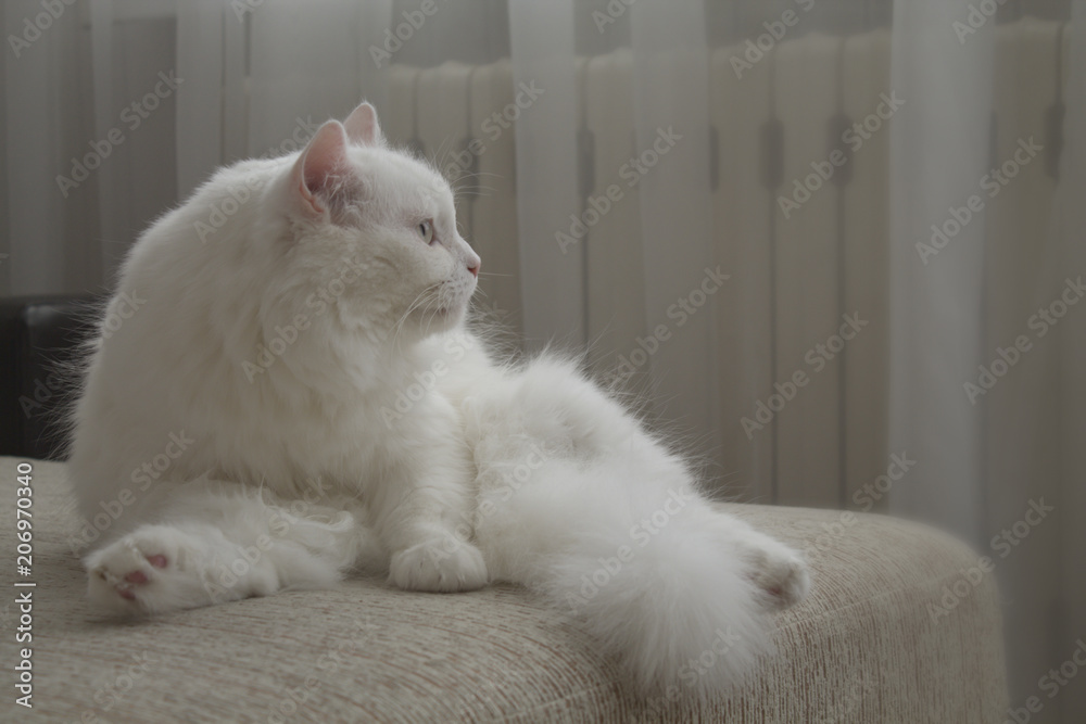 beautiful white homemade cat