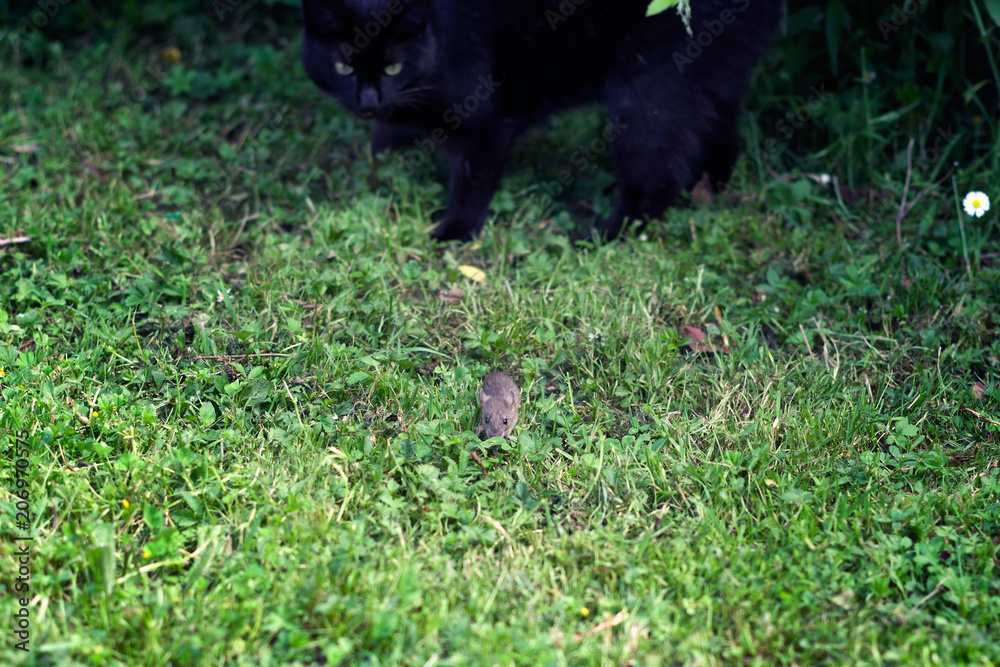 Chat noir chassant un petit mulot dans un jardin Chat noir chassant un petit mulot dans un jardin