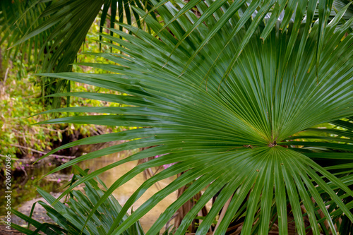 Huge palm tree leaves in a tropical park.