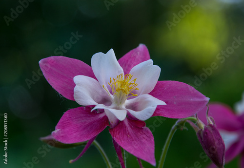 Single isolated sacred lotus flower
