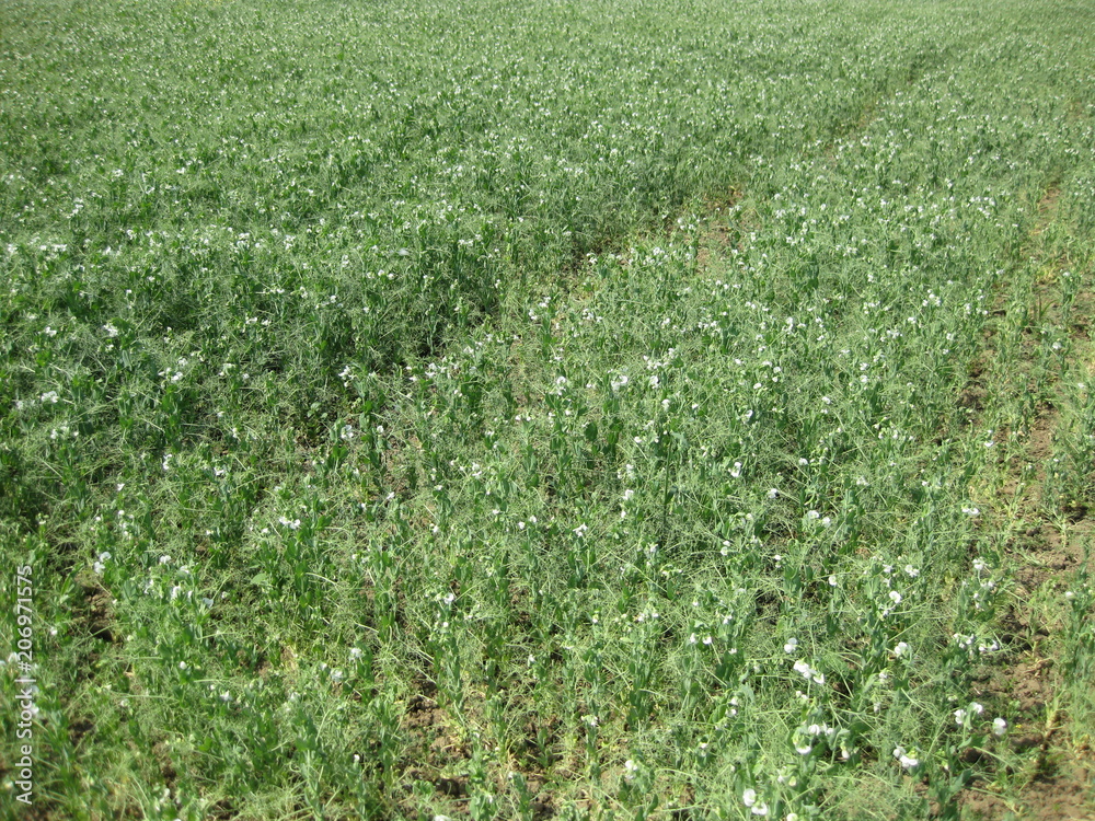 Blooming peas in the field. Flowering of legumes. Flowers of peas. Blooming peas in the field. Flowering of legumes. Flowers of peas.