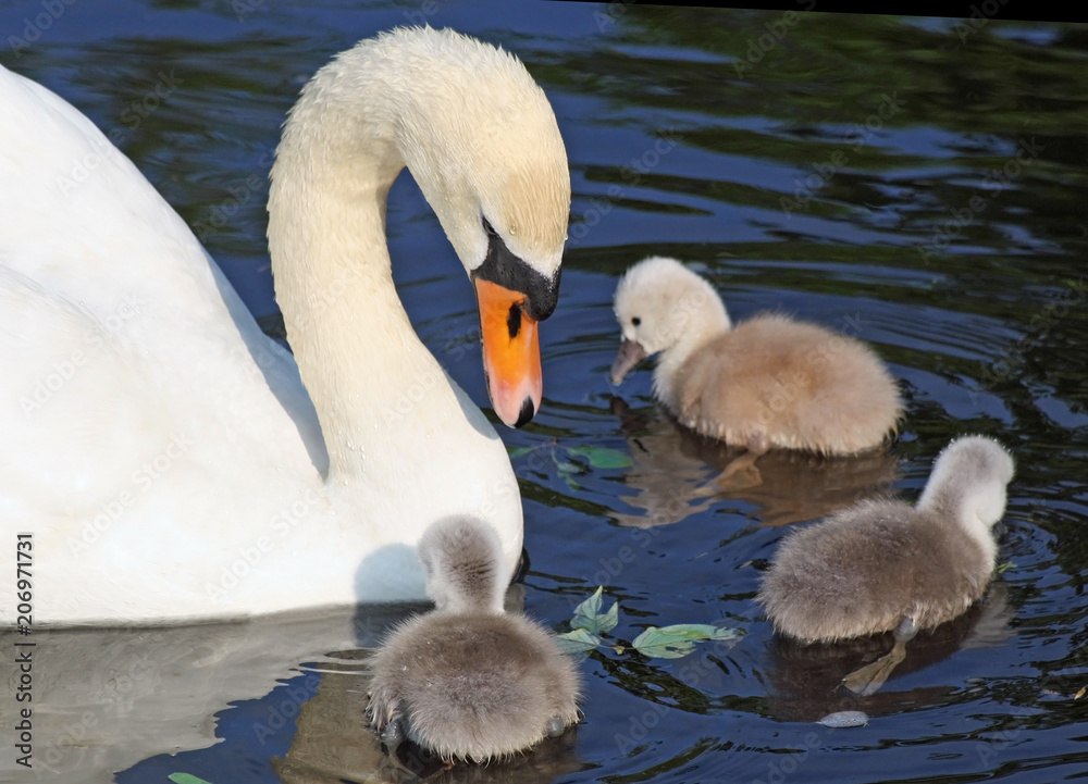 Two day old baby Mute Swans having their first swim with mother nearby
Two day old baby Mute Swans having their first swim with mother nearby