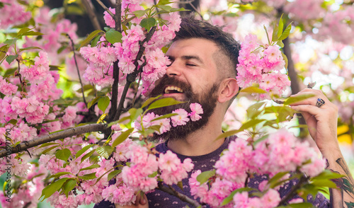 Unity with nature concept. Bearded man with fresh haircut with bloom of sakura on background. Hipster with sakura blossom in beard. Man with beard and mustache on happy face near pink flowers.