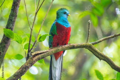 Male of resplendent quetzal (Pharomachrus mocinno) sits on the tree branch in the forest of Monteverde National Park, Costa Rica