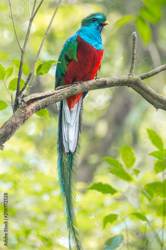 Male of resplendent quetzal (Pharomachrus mocinno) sits on the tree branch in the forest of Monteverde National Park, Costa Rica photo