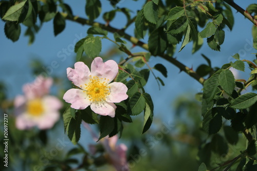 Dog-rose rosehip blooming in spring in Germany