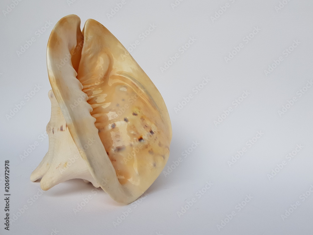 Shell Shell