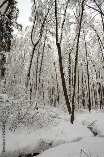 Winter landscape with snow-covered trees photo