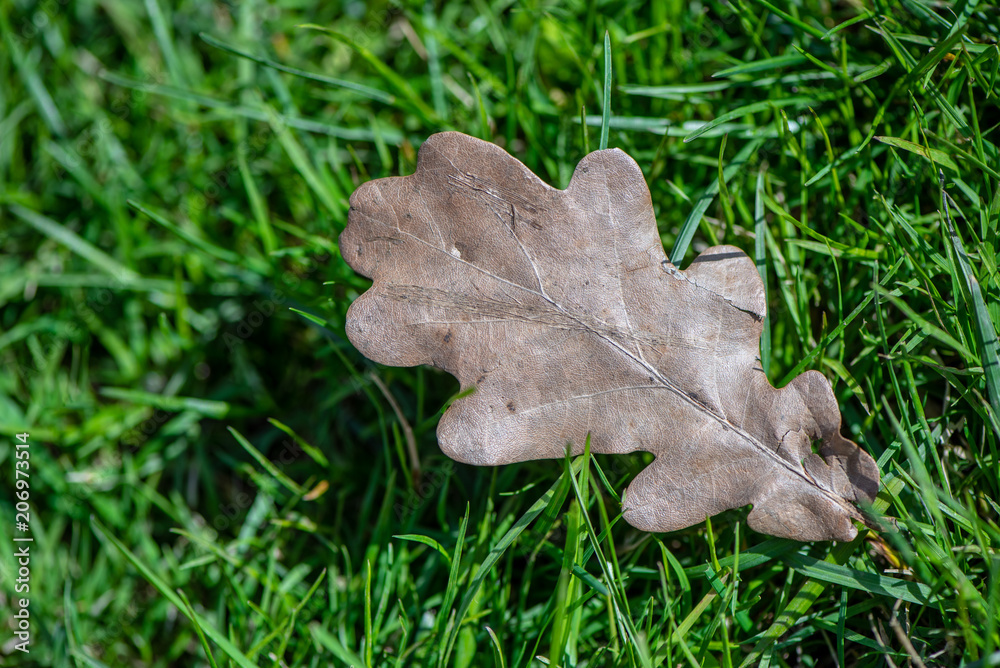 Macro of single dead oak leaf on green grass Macro of single dead oak leaf on green grass
