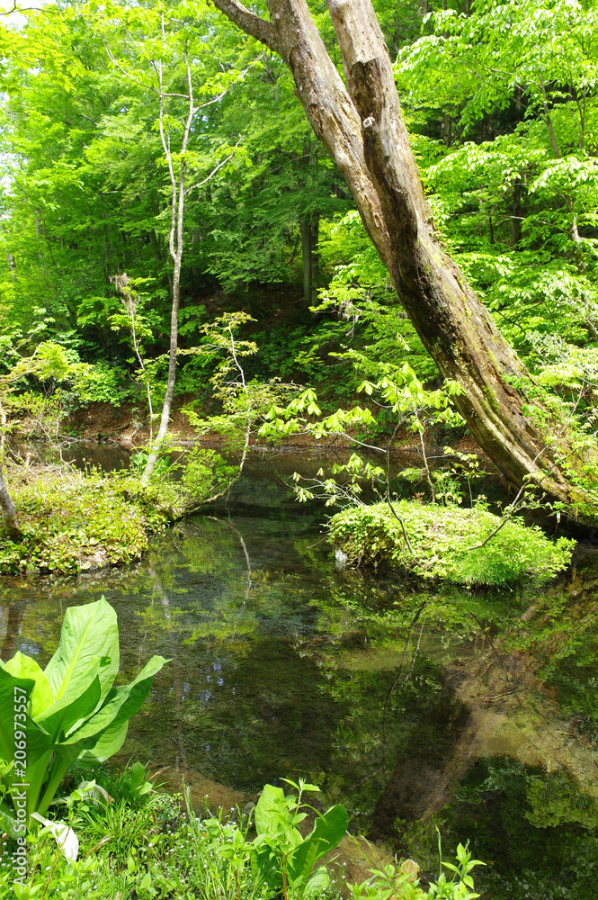 Obraz premium 新緑の龍ヶ窪