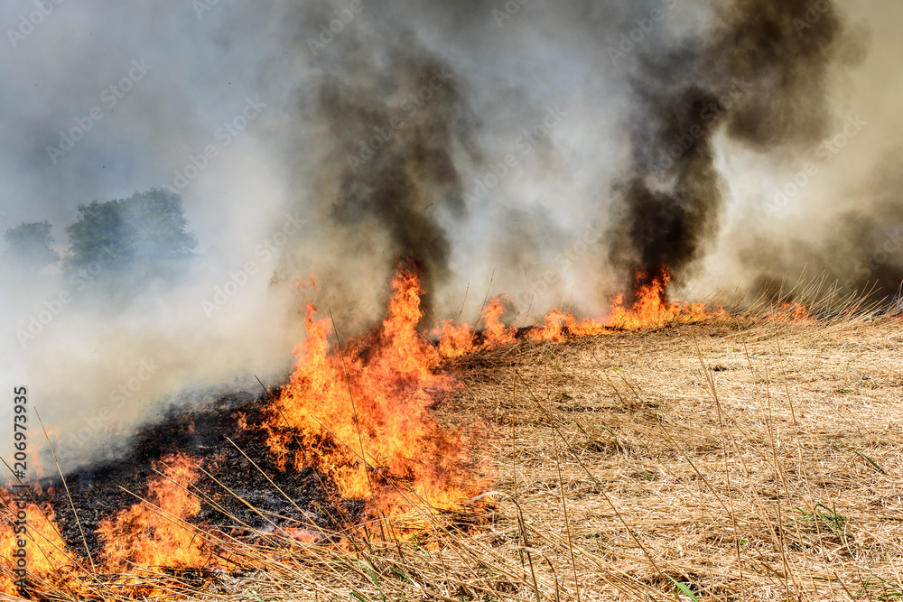 Global Warming. Burning agricultural field, smoke pollution. Image of global and their natural disaster risk.
