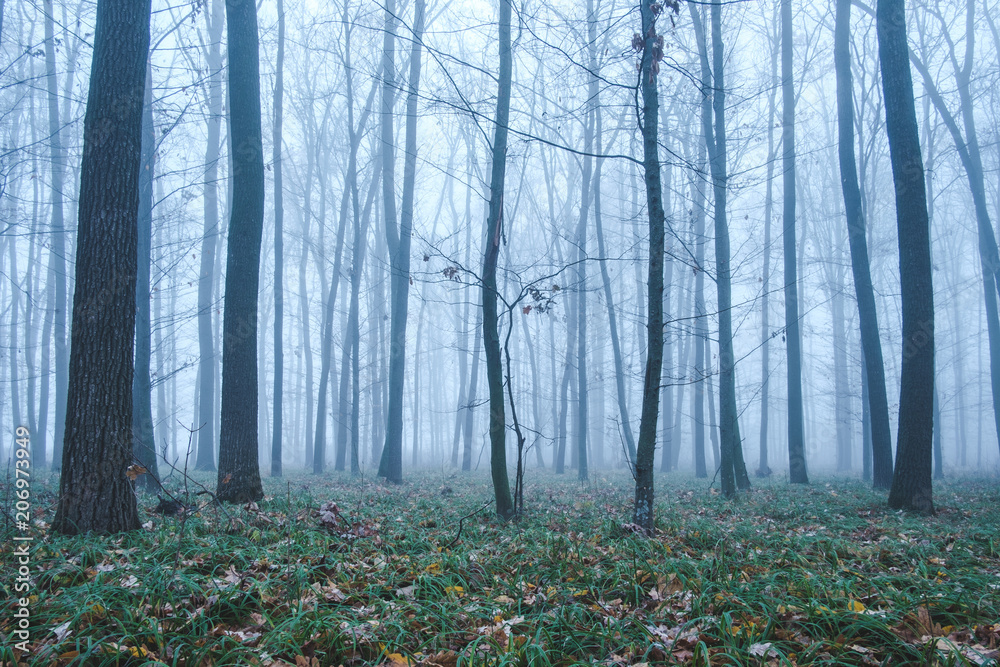 Thick fog in the autumn forest. Fallen foliage.