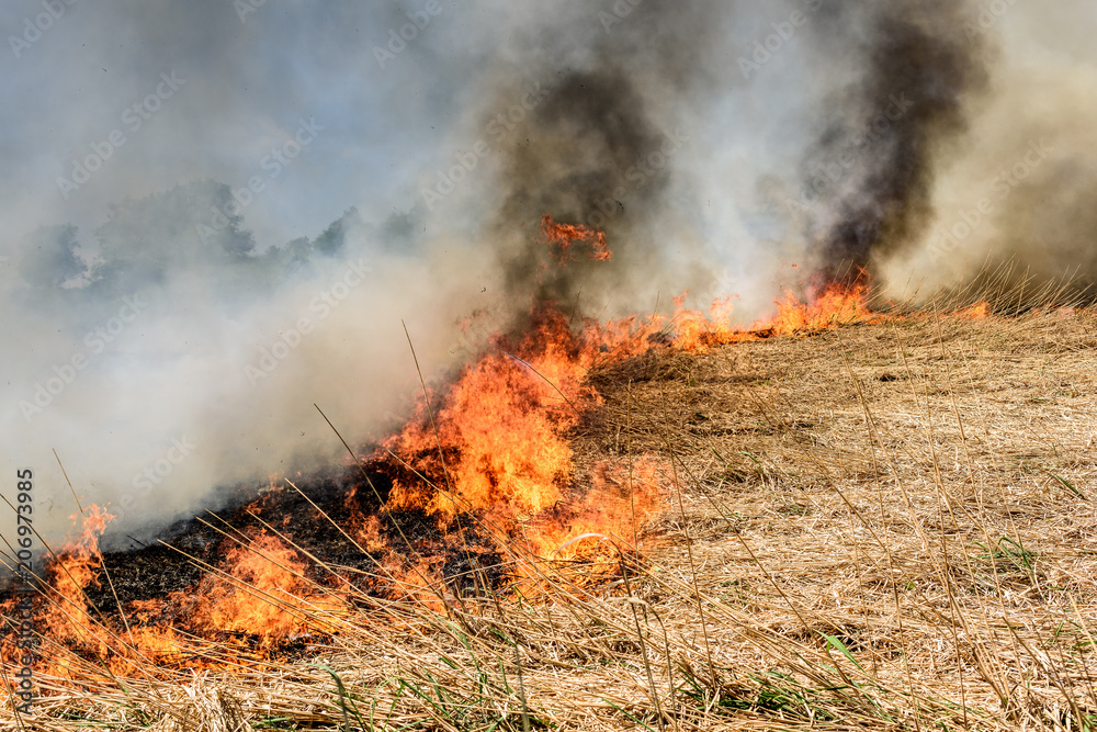 Global Warming. Burning agricultural field, smoke pollution. Image of global and their natural disaster risk.
