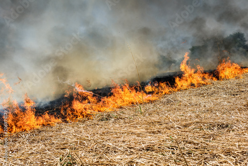 Global Warming. Burning agricultural field, smoke pollution. Image of global and their natural disaster risk. 