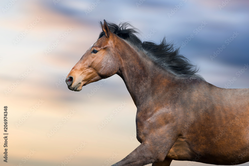 Bay stallion portrait in motion against beautiful sky Bay stallion portrait in motion against beautiful sky