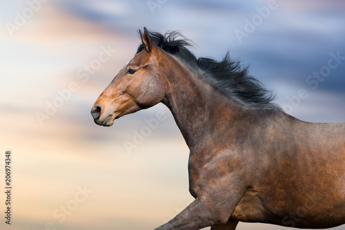 Bay stallion portrait in motion against beautiful sky © kwadrat70