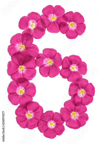 Arabic numeral 6  six  from pink flowers of flax  isolated on white background